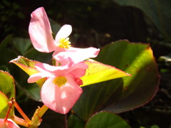 花の接写