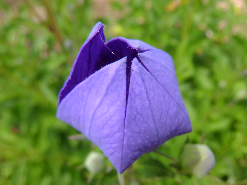 キキョウの開花
