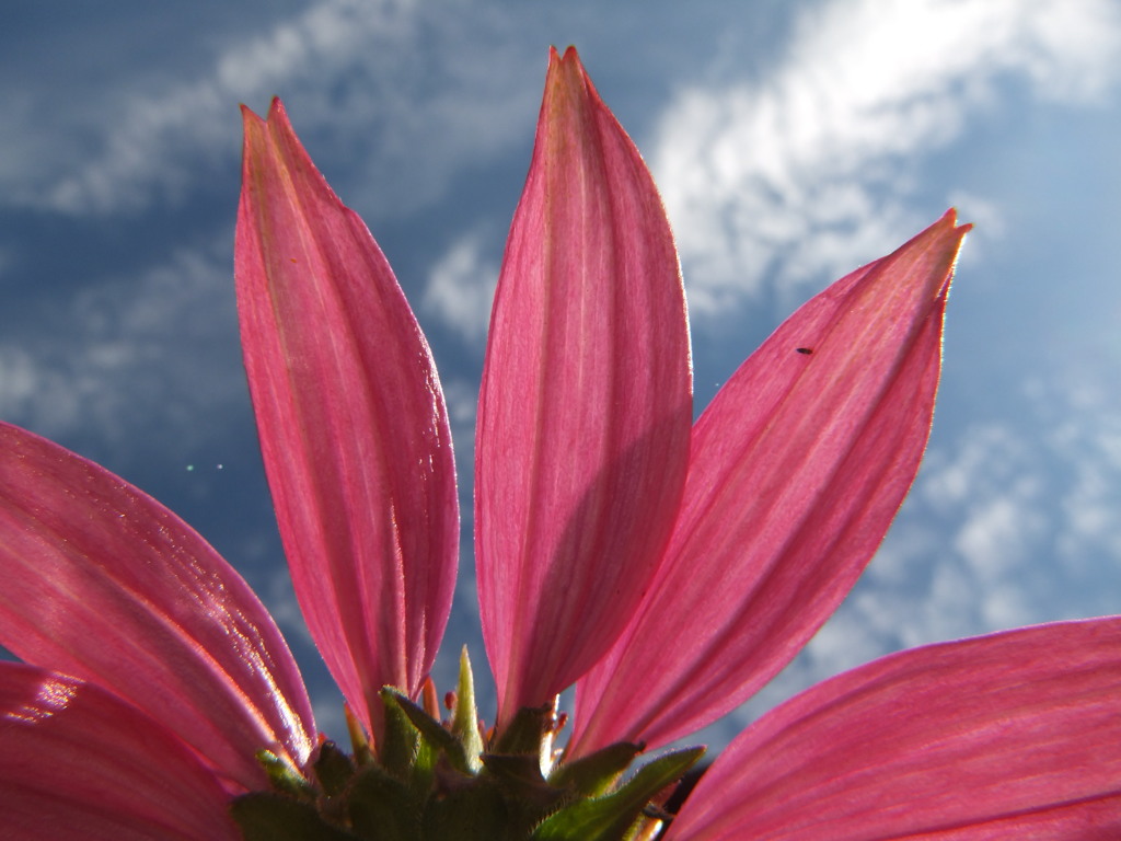 花と空