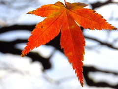 カエデの紅葉