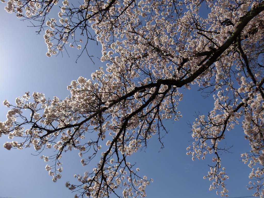 桜　ソメイヨシノ