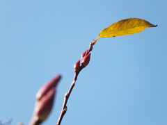 ネコヤナギの冬芽 (L)