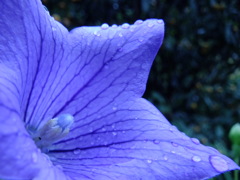 キキョウ　雨後
