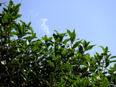 花が見えない