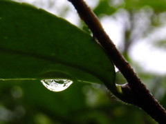 しずく
