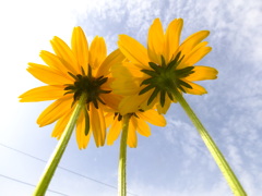 花と空 +1EV