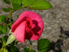 バラ2日後　ひなた