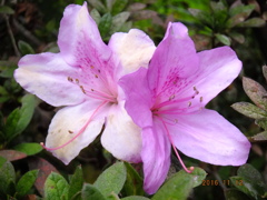 花の接写