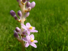 ヤブランの薄紫花