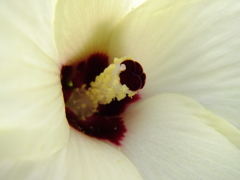 オクラの花 (L)