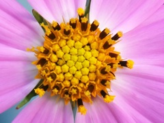 コスモスの筒状花