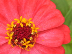 筒状花の翌朝