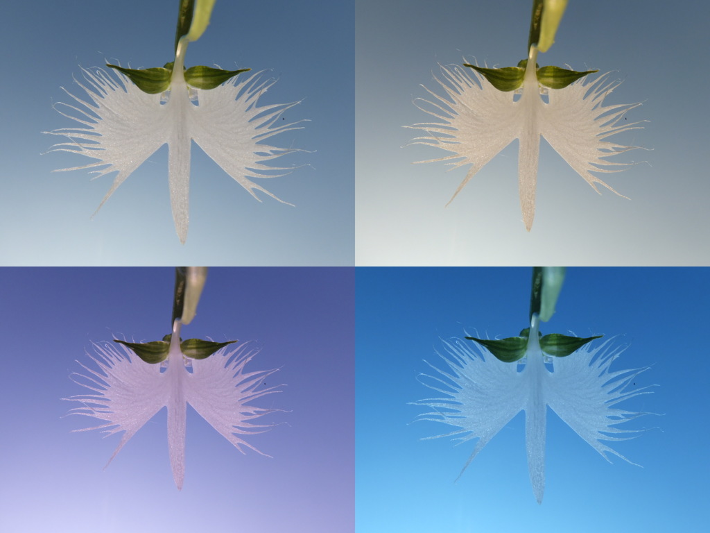 富士フィルムの空色