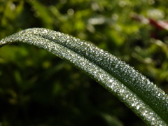 白露