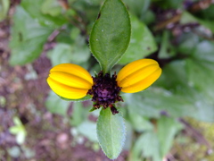 花びら2枚の花 (L)