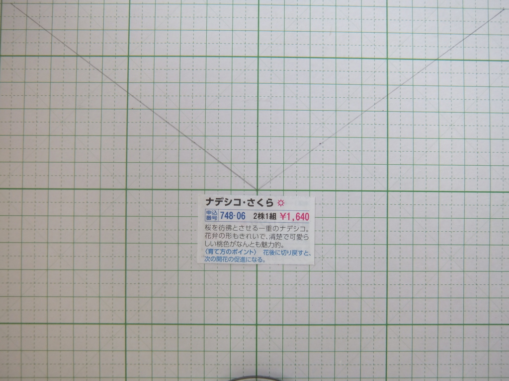 マクロ最短の4倍 (L)
