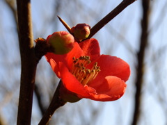 木瓜