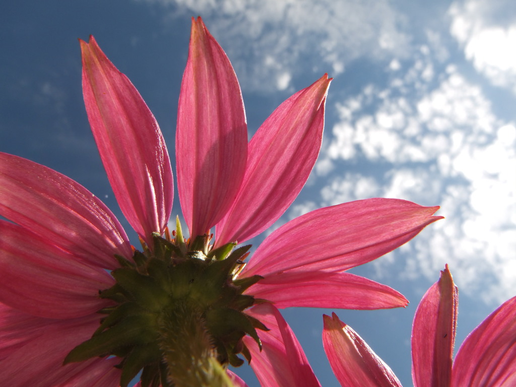 花と空