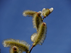 ネコヤナギの雄花 (L)