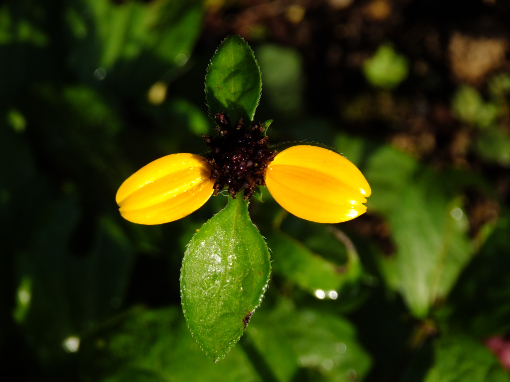 花びら2枚の花 L By いのうえ Id 写真共有サイト Photohito