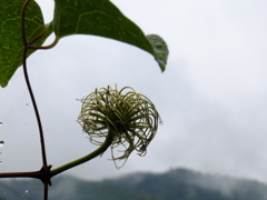 梅雨の朝