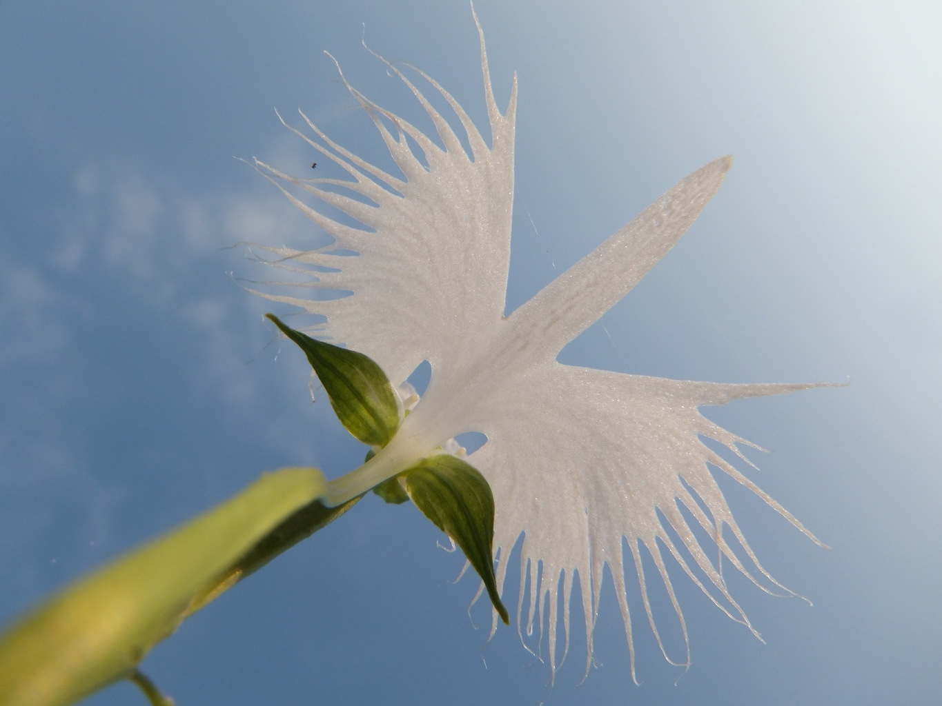 サギソウと空
