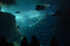 江ノ島水族館
