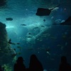 江ノ島水族館