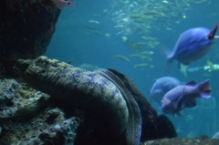 江ノ島水族館