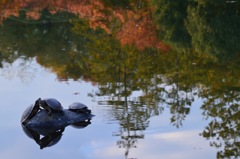 昭和記念公園