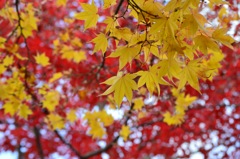 昭和記念公園