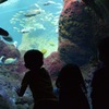 江ノ島水族館