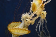 江ノ島水族館