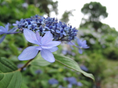 小田原城址公園