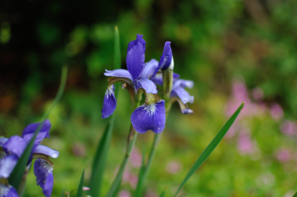 デジカメ鬼門の紫1
