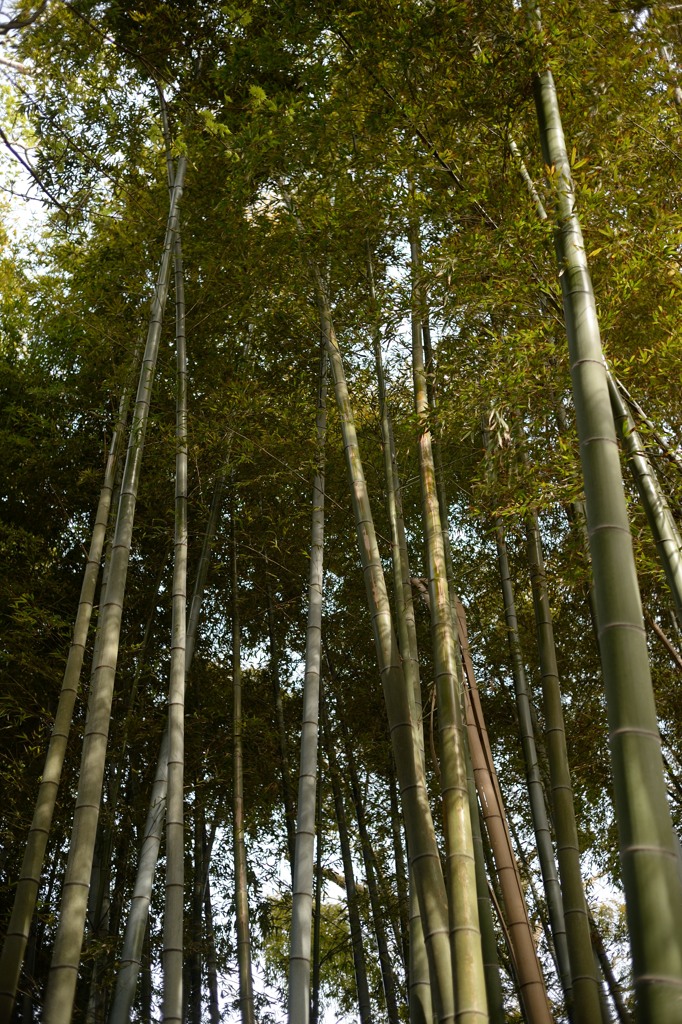4月19日竹