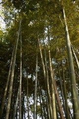 4月19日竹