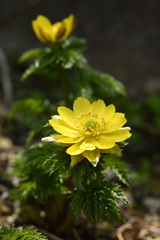 Micro Nikkor 55mm 1:3.5
