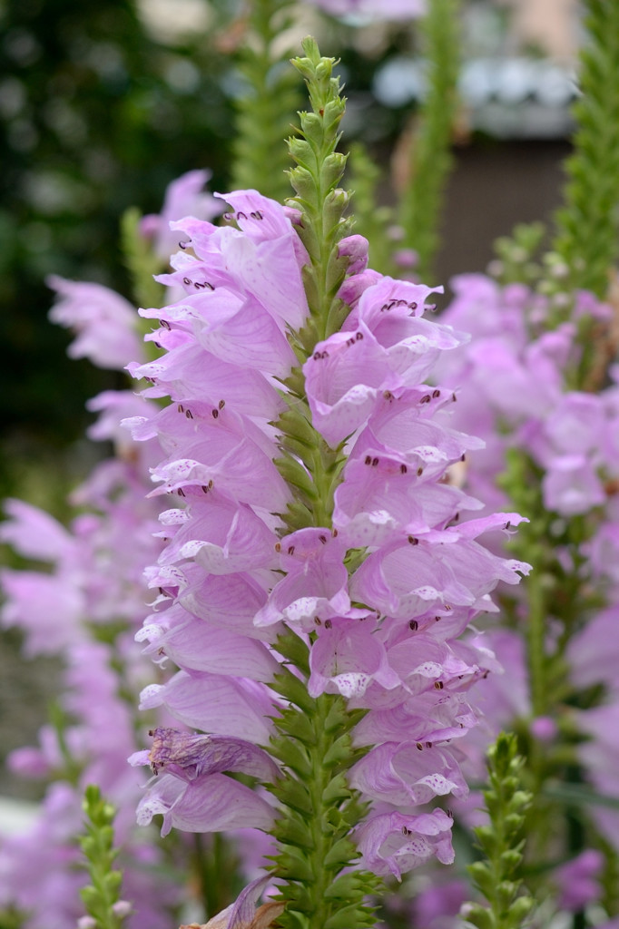 センサー遊び...5μ