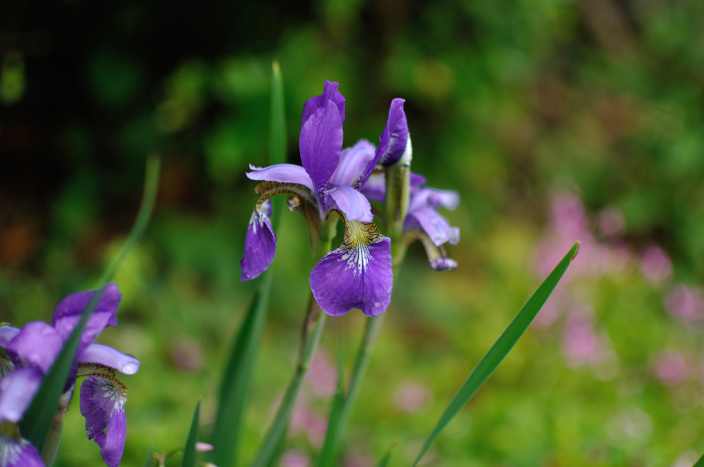 デジカメ鬼門の紫2