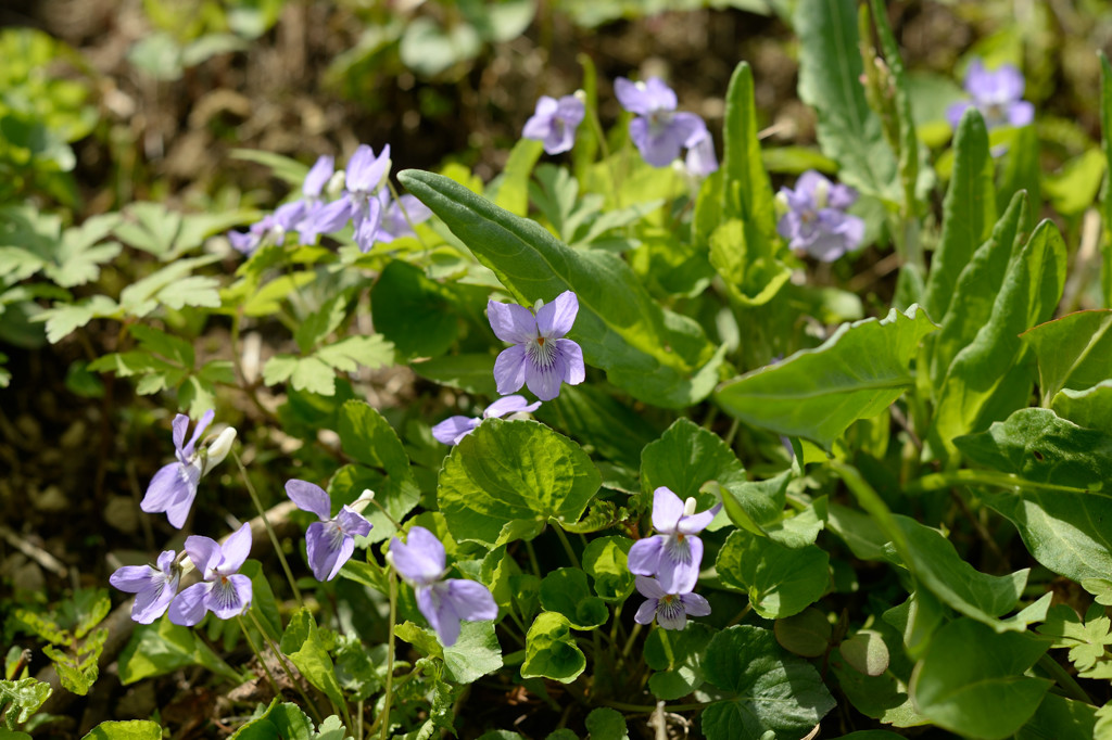 NIKKOR-H Auto 50mm 1:2(1971)