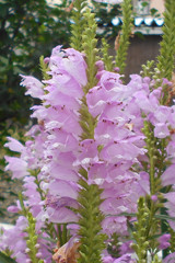 センサー遊び_1μ