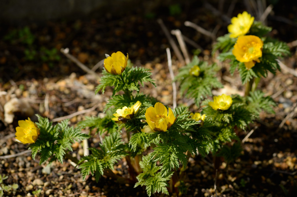 Zoom-NIKKOR 80-200mm 1:4(1981)