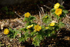 Zoom-NIKKOR 80-200mm 1:4(1981)