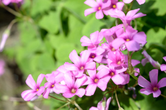 庭の花
