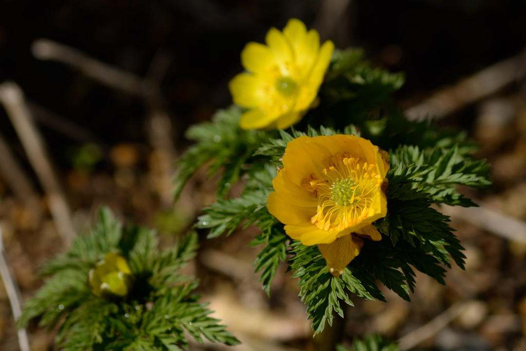 Zoom-NIKKOR 80-200mm 1:4(1981)