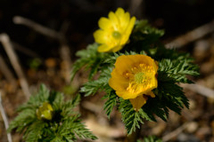 Zoom-NIKKOR 80-200mm 1:4(1981)