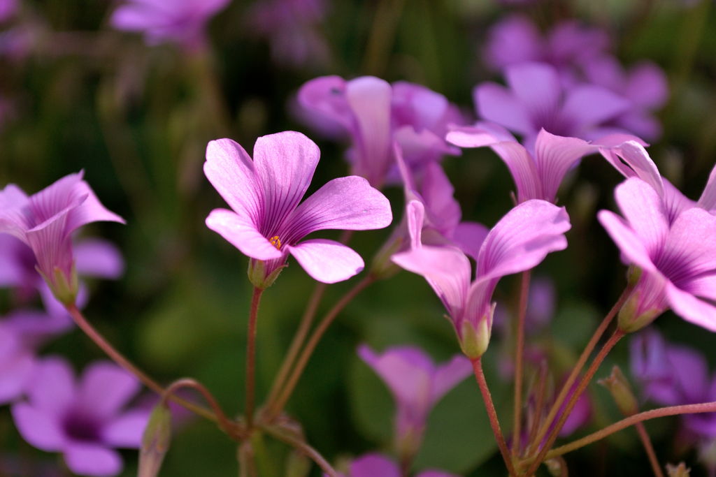 AF-S DX NIKKOR 18-55mm f/3.5-5.6G VR