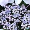 開成町あじさい祭　紫陽花②
