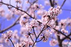 2018年　桜